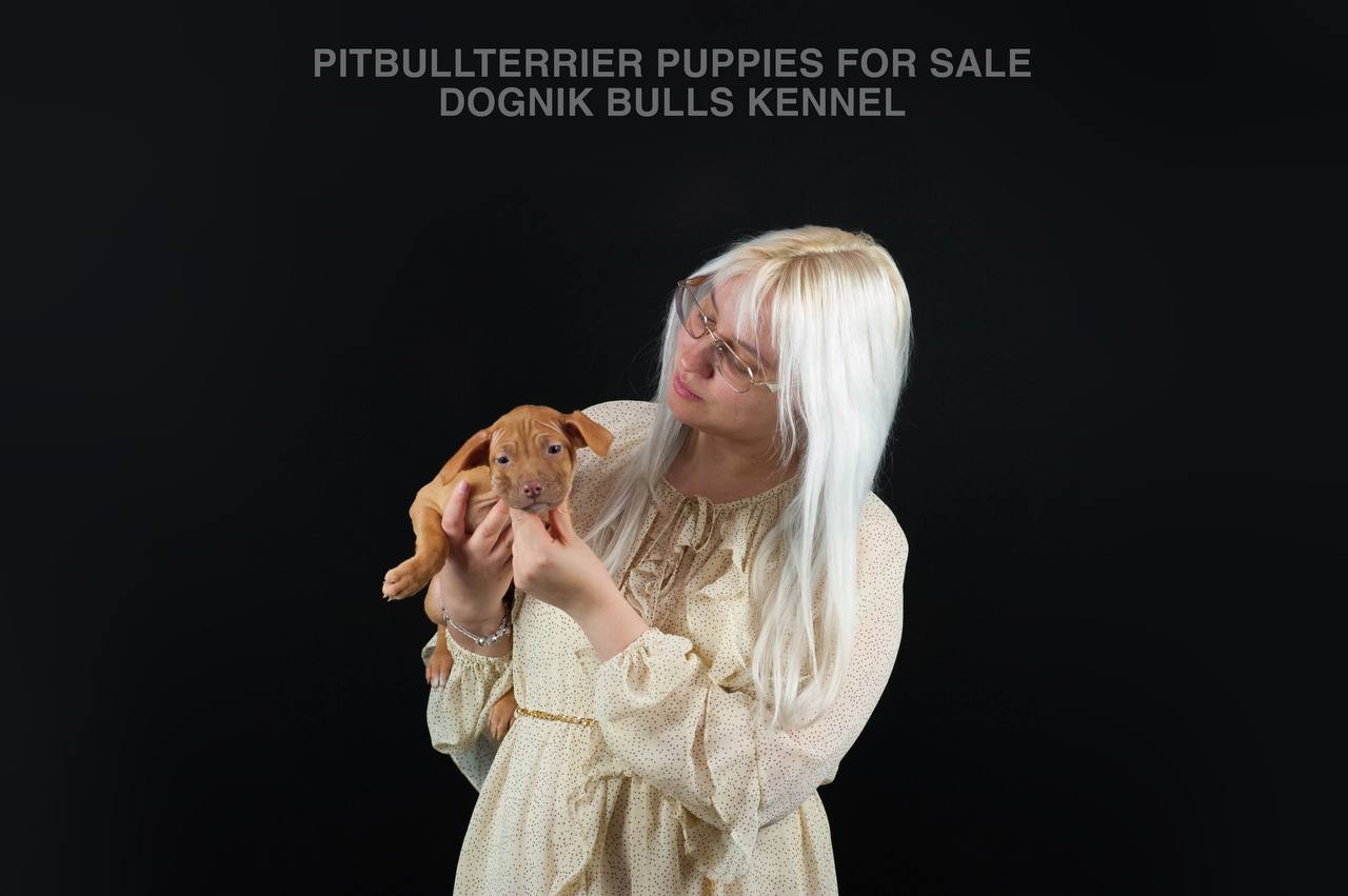 Red nose Pitbull puppy in profile, Dognik Bulls Kennel