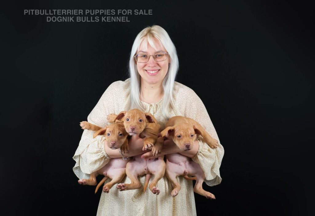 Several red nose Pitbull puppies in breeder’s arms, Dognik Bulls Kennel