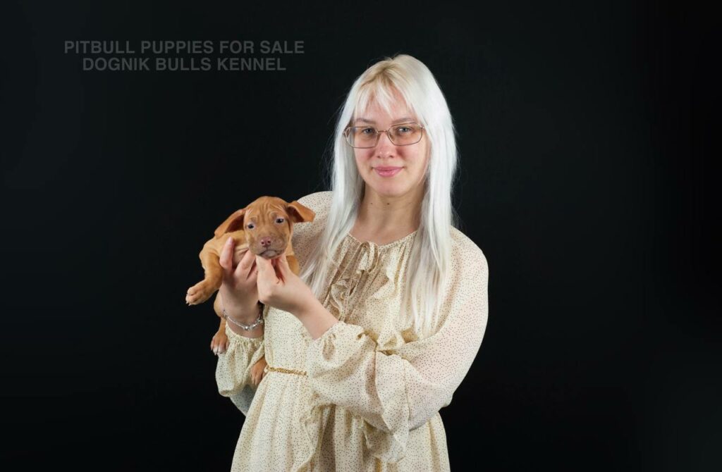 Red nose Pitbull puppy in profile, Dognik Bulls Kennel