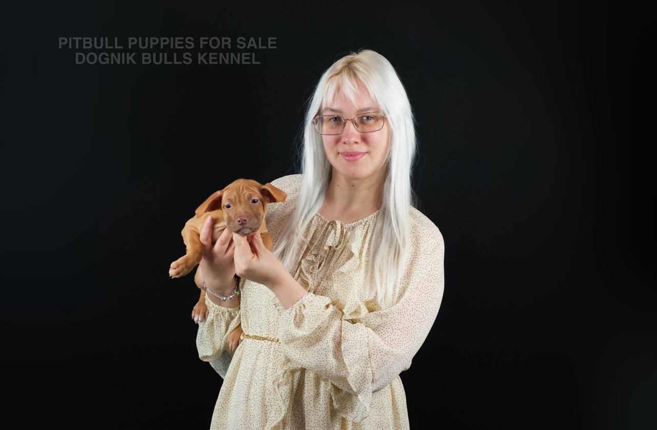 Red nose Pitbull puppy in profile, Dognik Bulls Kennel