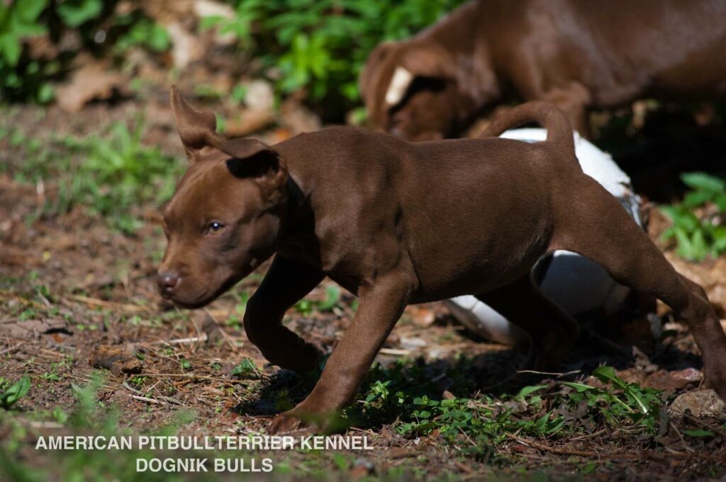 Rednose chocolate american pitbull terrier puppies for sale right now. From reputable pitbull kennel "Dognik Bulls". Born 29.12.2025. Parents: Dognik Bulls Highway to Hell x Demosfen