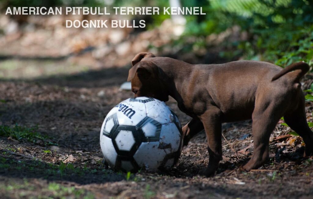 Rednose chocolate american pitbull terrier puppies for sale right now. From reputable pitbull kennel "Dognik Bulls". Born 29.12.2025. Parents: Dognik Bulls Highway to Hell x Demosfen