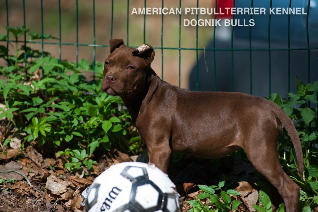 Rednose chocolate american pitbull terrier puppies for sale right now. From reputable pitbull kennel "Dognik Bulls". Born 29.12.2025. Parents: Dognik Bulls Highway to Hell x Demosfen
