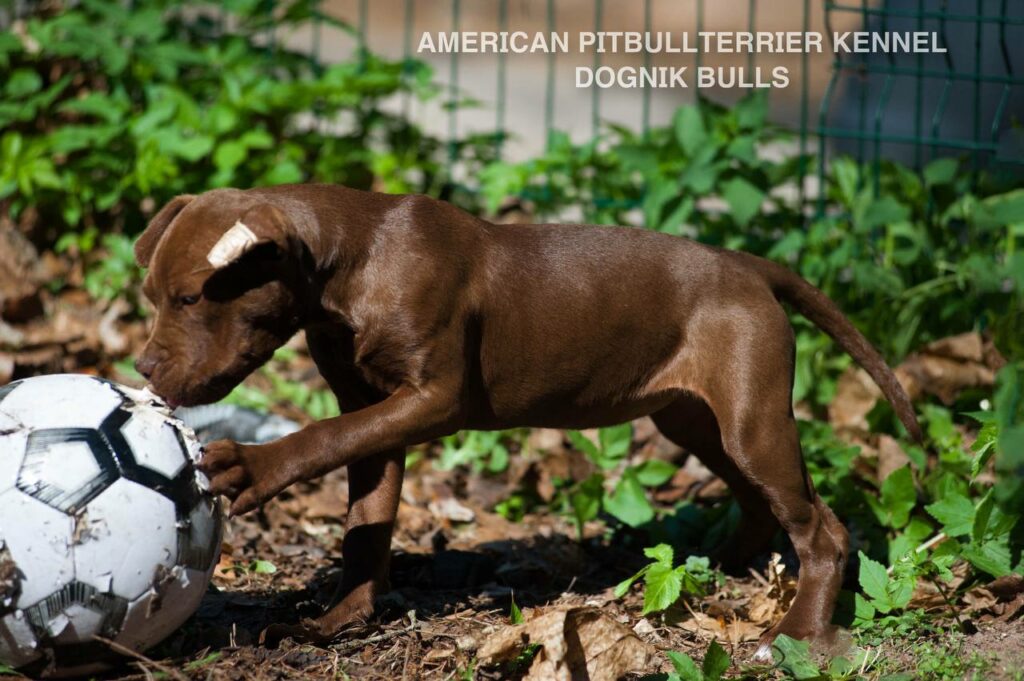 Rednose chocolate american pitbull terrier puppies for sale right now. From reputable pitbull kennel "Dognik Bulls". Born 29.12.2025. Parents: Dognik Bulls Highway to Hell x Demosfen