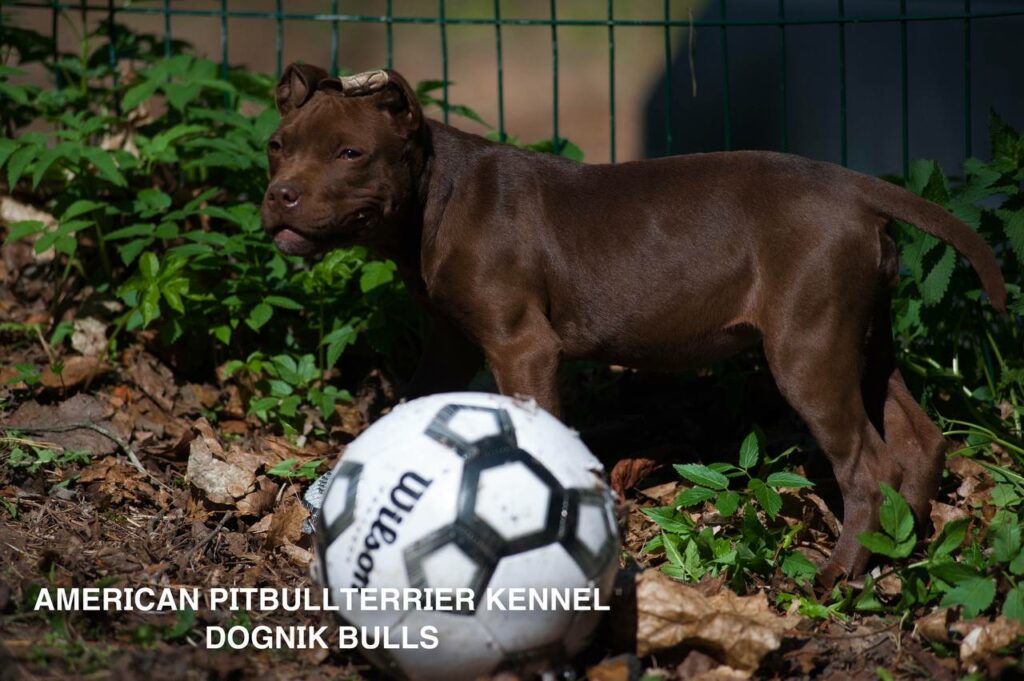 Rednose chocolate american pitbull terrier puppies for sale right now. From reputable pitbull kennel "Dognik Bulls". Born 29.12.2025. Parents: Dognik Bulls Highway to Hell x Demosfen