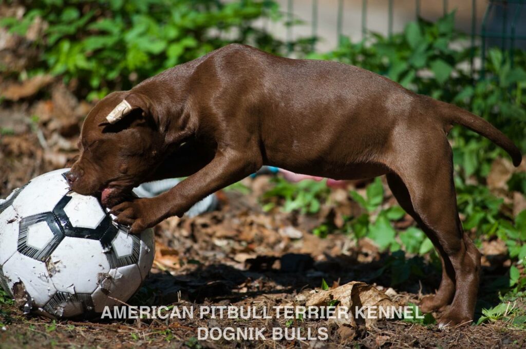 Rednose chocolate american pitbull terrier puppies for sale right now. From reputable pitbull kennel "Dognik Bulls". Born 29.12.2025. Parents: Dognik Bulls Highway to Hell x Demosfen