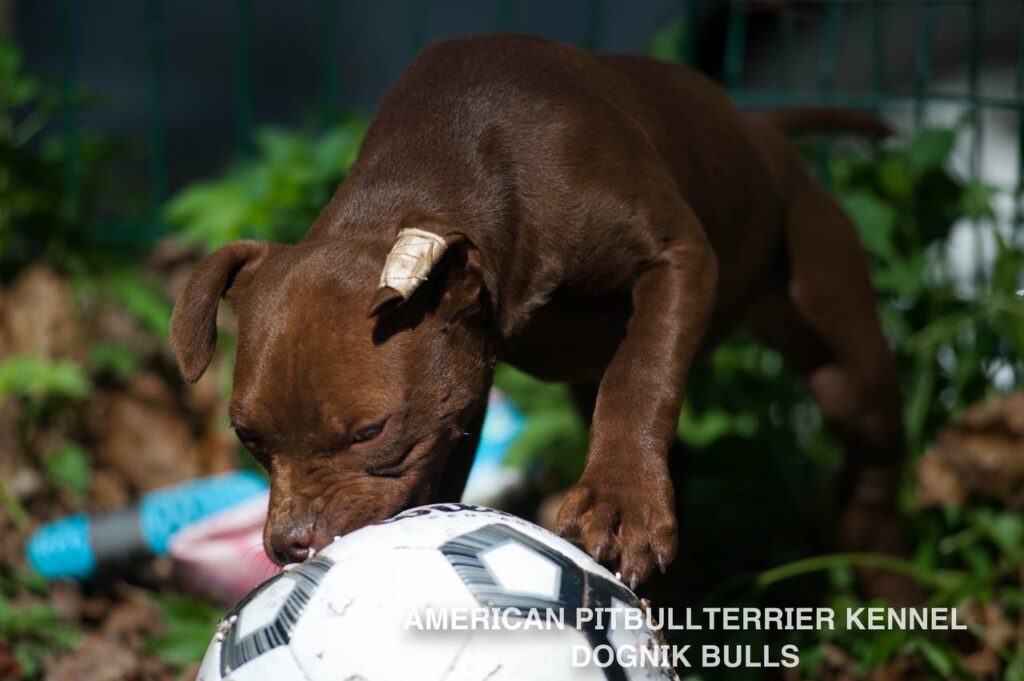Rednose chocolate american pitbull terrier puppies for sale right now. From reputable pitbull kennel "Dognik Bulls". Born 29.12.2025. Parents: Dognik Bulls Highway to Hell x Demosfen
