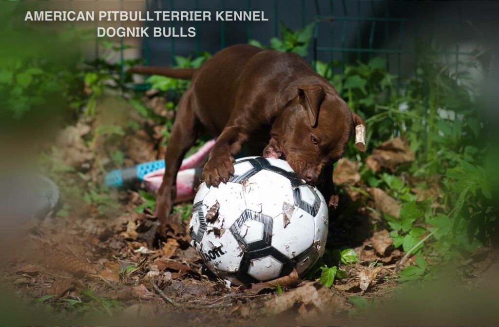 Rednose chocolate american pitbull terrier puppies for sale right now. From reputable pitbull kennel "Dognik Bulls". Born 29.12.2025. Parents: Dognik Bulls Highway to Hell x Demosfen