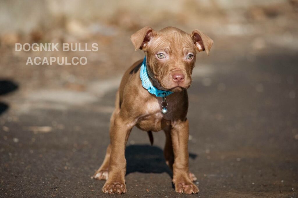 American pitbull terrier puppies from European kennel Dognik Bulls. Chocolate rednose pitbull puppies for sale. Pitbull terrier kennel Europe Dognik Bulls