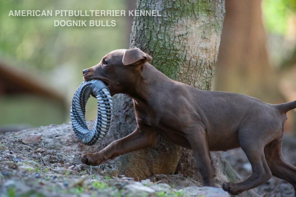 Rednose chocolate american pitbull terrier puppies for sale right now. From reputable pitbull kennel "Dognik Bulls". Born 29.12.2025. Parents: Dognik Bulls Highway to Hell x Demosfen