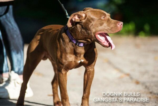 American pitbull terrier for sale. Dognik Bulls kennel from Europe. Male puppy full vaccinated, with pedigree, EU pet passport, microchipped. Born from breeding that was done in Poland. Ready to go to new family. Professional kennel that works with american pitbull terriers- Dognik Bulls. We know where to buy pitbull puppy from kennel