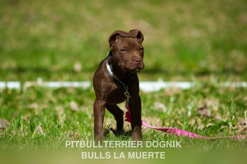 American pitbull terrier puppy Dognik Bulls La Muerte. American pitbull terrier kennel Dognik Bulls