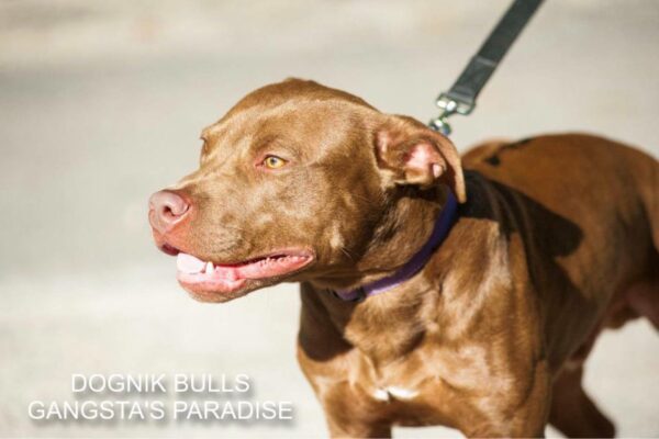 American pitbull terrier for sale. Dognik Bulls kennel from Europe. Male puppy full vaccinated, with pedigree, EU pet passport, microchipped. Born from breeding that was done in Poland. Ready to go to new family. Professional kennel that works with american pitbull terriers- Dognik Bulls. We know where to buy pitbull puppy from kennel