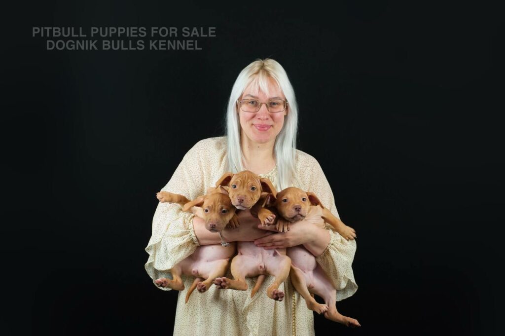 Red nose Pitbull puppy girl in hands, Dognik Bulls Kennel