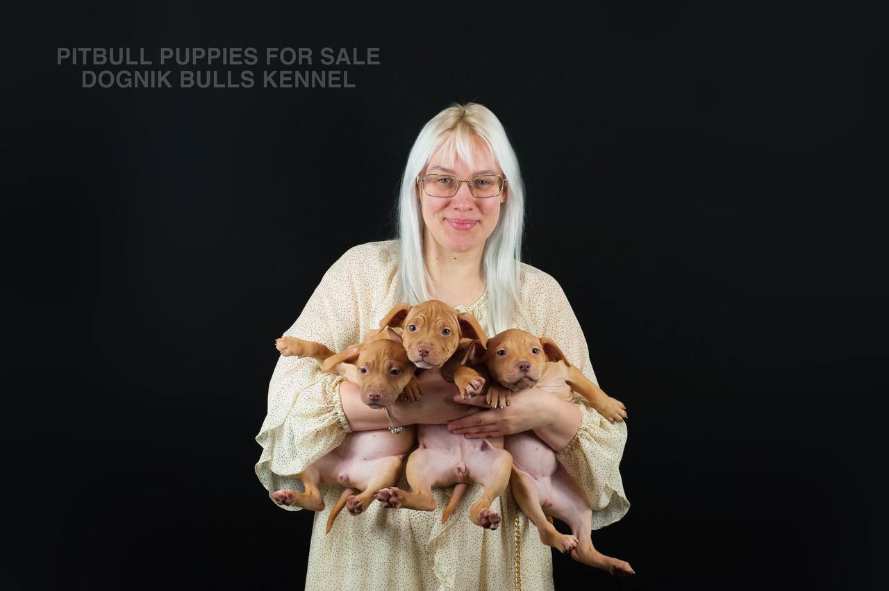 Red nose Pitbull puppy girl in hands, Dognik Bulls Kennel