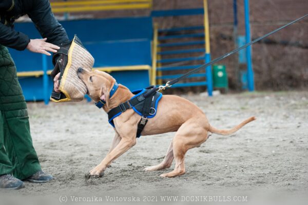 American pitbull terrier Belarus. American pitbull terrier kennel Dognik Bulls Belarus. American pitbull terrier breeder Dognik Bulls Belarus. American pitbull terrier puppies for sale Belarus
