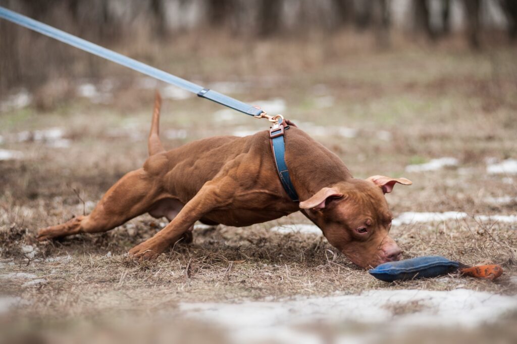 american pitbull terrier kennel Belgium. American pitbull terrier breeder Belgium