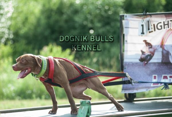 American pitbull terrier Belarus. American pitbull terrier kennel Dognik Bulls Belarus. American pitbull terrier breeder Dognik Bulls Belarus. American pitbull terrier puppies for sale Belarus
