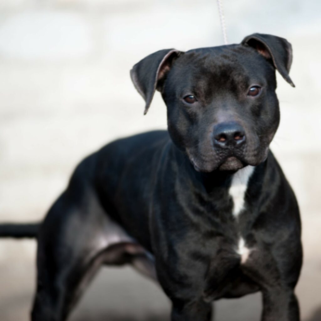 american pitbull terrier kennel Belgium. American pitbull terrier breeder Belgium