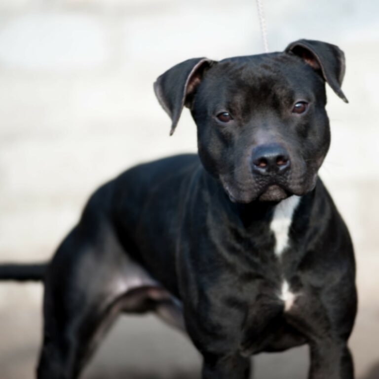 american pitbull terrier kennel Belgium. American pitbull terrier breeder Belgium