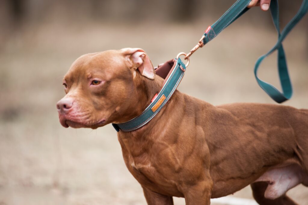 American pitbull terrier Czech Republic. American pitbull terrier kennel Dognik Bulls Czech Republic. American pitbull terrier breeder Dognik Bulls Czech Republic. American pitbull terrier puppies for sale