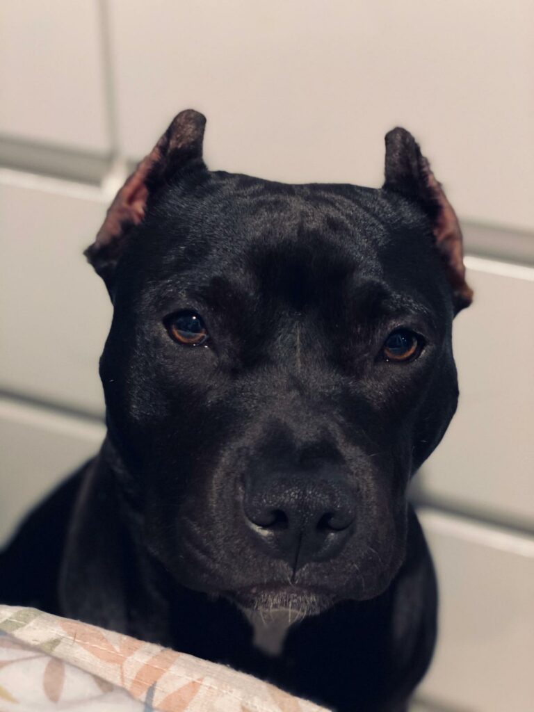 american pitbull terrier Estonia: dogs, puppies, breeder, kennel