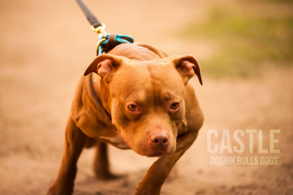 American pitbull terrier Hungary. American pitbull terrier kennel Dognik Bulls Hungary. American pitbull terrier breeder Dognik Bulls Hungary. American pitbull terrier puppies for sale Hungary