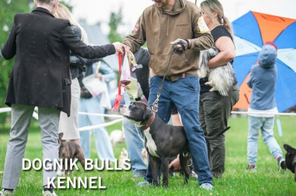 American pitbull terrier kennel Netherlands. American pitbull terrier breeder Netherlands. American pitbull terrier puppies Netherlands. Pitbull terrier puppies for sale Netherlands