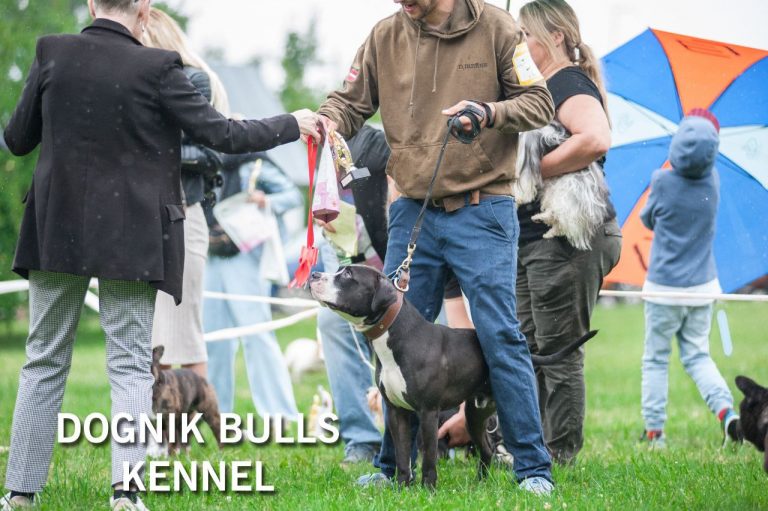 American pitbull terrier kennel Netherlands. American pitbull terrier breeder Netherlands. American pitbull terrier puppies Netherlands. Pitbull terrier puppies for sale Netherlands