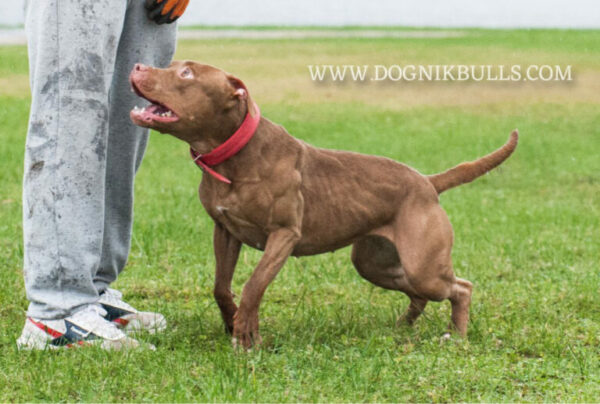 chocolate american pitbull terrier Poland
