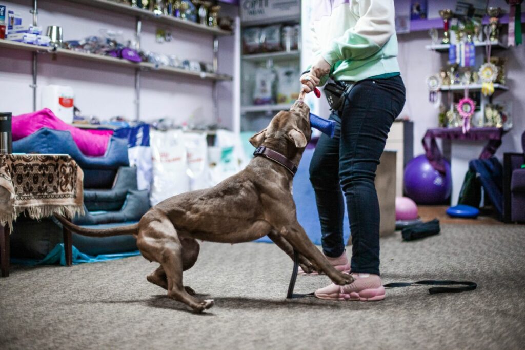 American pitbull terrier Romania. American pitbull terrier kennel Dognik Bulls Romania. American pitbull terrier breeder Dognik Bulls Romania. American pitbull terrier puppies for sale Romania