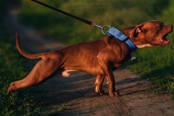 American pitbull terrier Slovenia. American pitbull terrier kennel Dognik Bulls Slovenia. American pitbull terrier breeder Dognik Bulls Slovenia. American pitbull terrier puppies for sale Slovenia