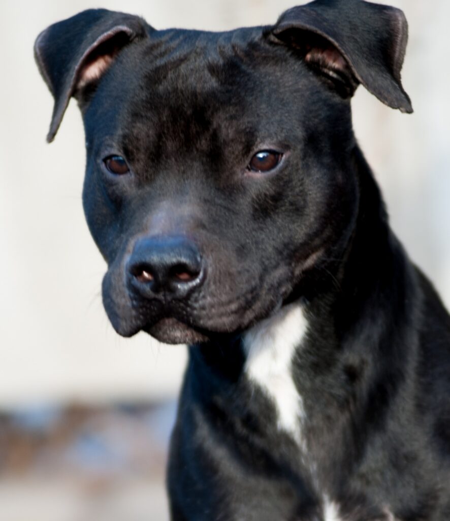 American pitbull terrier kennel Dognik Bulls Spain. American pitbull terrier breeder Dognik Bulls Spain