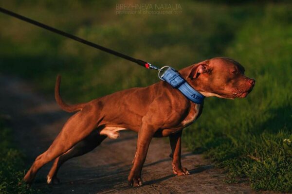 American pitbull terrier United Kingdom. American pitbull terrier kennel Dognik Bulls United Kingdom. American pitbull terrier breeder Dognik Bulls United Kingdom. American pitbull terrier puppies for sale United Kingdom

