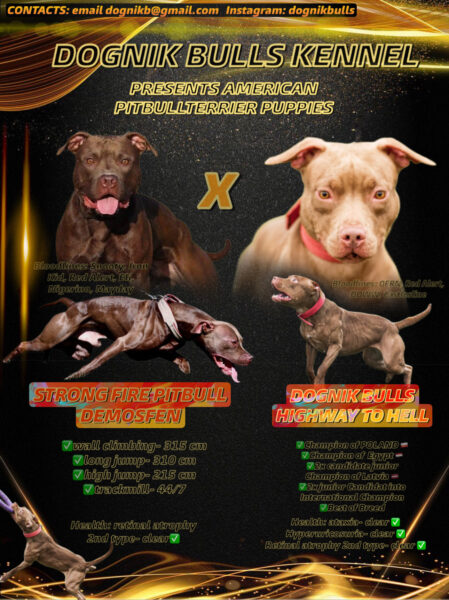 american pitbull terrier puppies for sale, Dognik Bulls kennel. Brreding 2026 Dognik Bulls Highway to Hell x Strong Fire Pitbull Demosfen
