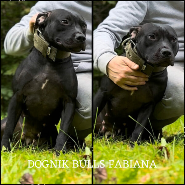 American pitbull terrier Bulgaria. American pitbull terrier kennel Dognik Bulls Bulgaria. American pitbull terrier breeder Dognik Bulls Bulgaria. American pitbull terrier puppies for sale Bulgaria
