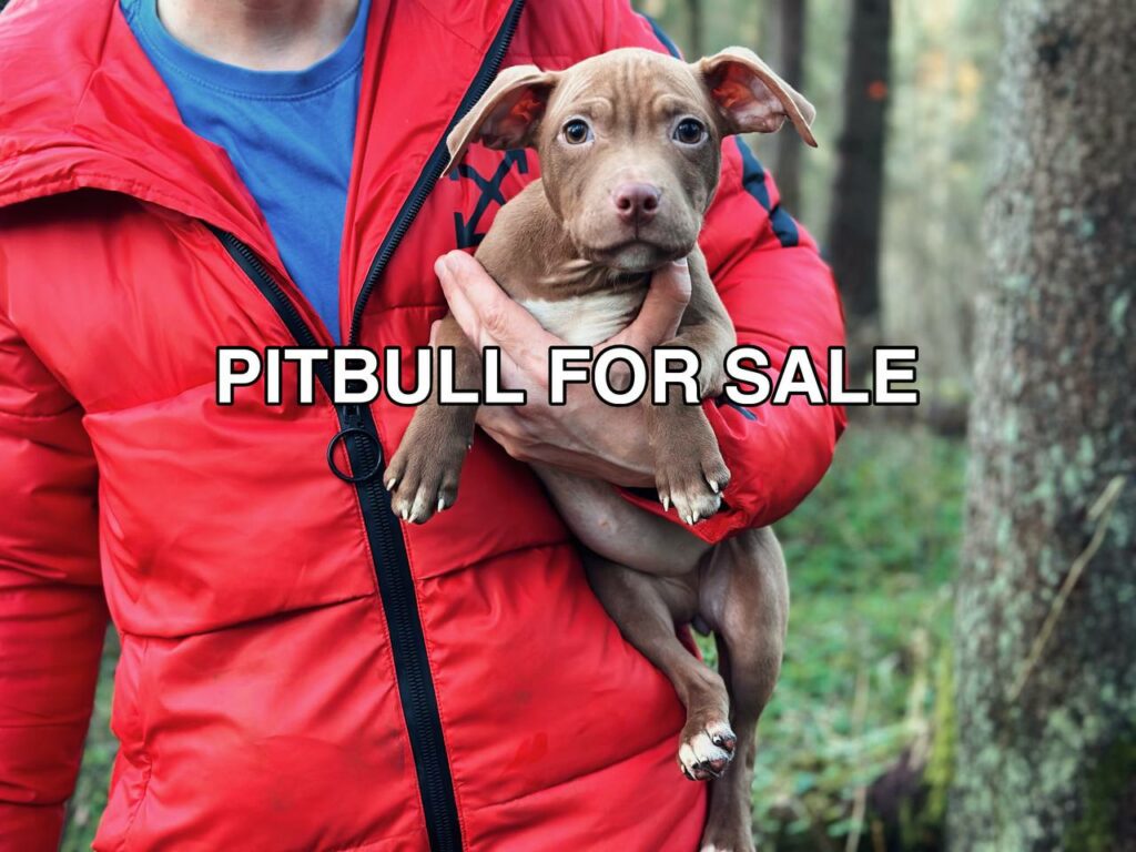 American pitbull terrier puppies for sale from Dognik Bulls kennel. The best pitbull puppies in Europe ready to go to new families. Good with people, children, pets. Dognik Bulls kennel- where the dream pitbull terrier born