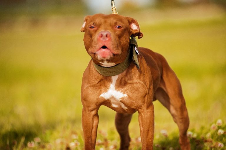 American pitbull terrier France. American pitbull terrier kennel Dognik Bulls France. American pitbull terrier breeder Dognik Bulls France