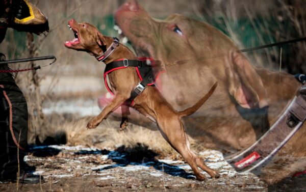 American pitbull terrier Hungary. American pitbull terrier kennel Dognik Bulls Hungary. American pitbull terrier breeder Dognik Bulls Hungary. American pitbull terrier puppies for sale Hungary