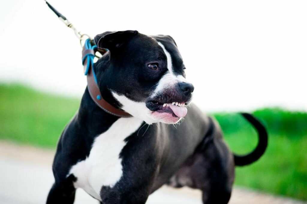 American pitbull terrier Ireland. American pitbull terrier kennel Ireland. American pitbull terrier breeder Ireland. American pitbull terrier puppies for sale Ireland