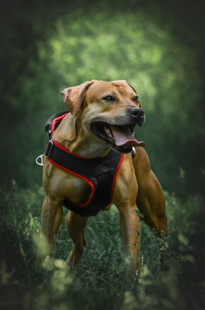 American pitbull terrier Italy. American pitbull terrier kennel Dognik Bulls Italy. American pitbull terrier breeder Dognik Bulls Italy. American pitbull terrier puppies for sale Italy