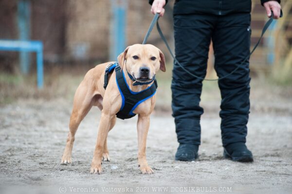 American pitbull terrier Austria. American pitbull terrier kennel Dognik Bulls Austria. American pitbull terrier breeder Dognik Bulls Austria. American pitbull terrier puppies for sale Austria