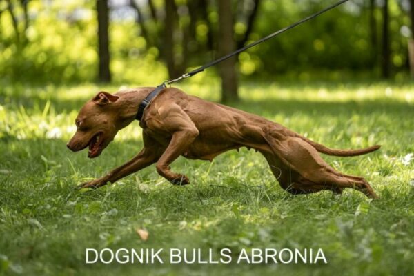 American pitbull terrier Belarus. American pitbull terrier kennel Dognik Bulls Belarus. American pitbull terrier breeder Dognik Bulls Belarus. American pitbull terrier puppies for sale Belarus
