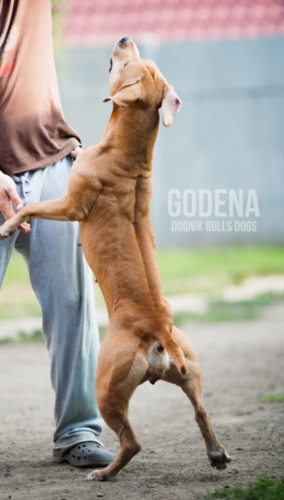 american pitbull terrier kennel Belgium. American pitbull terrier breeder Belgium