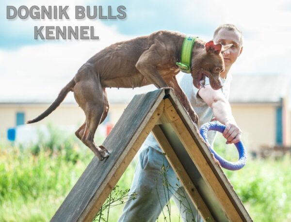 American pitbull terrier Bulgaria. American pitbull terrier kennel Dognik Bulls Bulgaria. American pitbull terrier breeder Dognik Bulls Bulgaria. American pitbull terrier puppies for sale Bulgaria
