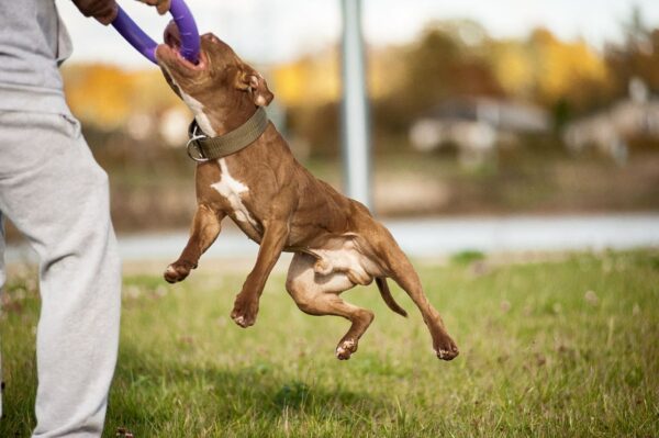 American pitbull terrier Czech Republic. American pitbull terrier kennel Dognik Bulls Czech Republic. American pitbull terrier breeder Dognik Bulls Czech Republic. American pitbull terrier puppies for sale