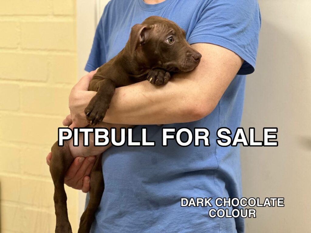 American pitbull terrier puppy for sale. Registered in ADBA official pitbull kennel in Europe "Dognik Bulls"