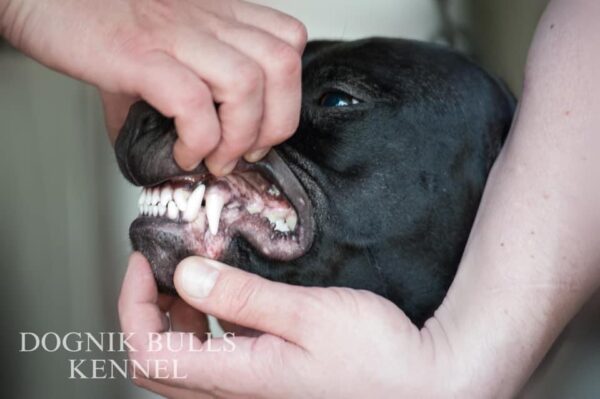 American pitbull terrier Italy. American pitbull terrier kennel Dognik Bulls Italy. American pitbull terrier breeder Dognik Bulls Italy. American pitbull terrier puppies for sale Italy