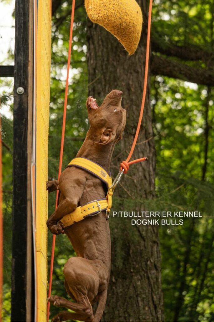 American pitbull terrier Italy. American pitbull terrier kennel Dognik Bulls Italy. American pitbull terrier breeder Dognik Bulls Italy. American pitbull terrier puppies for sale Italy