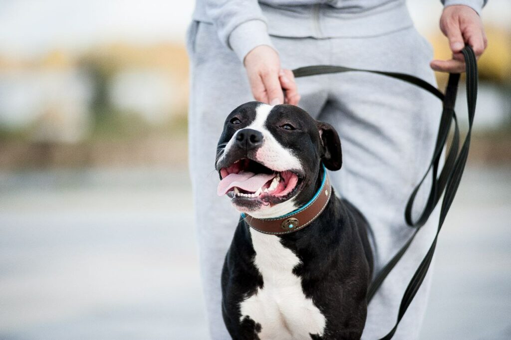 American pitbull terrier Switzerland. American pitbull terrier kennel Dognik Bulls Switzerland. American pitbull terrier breeder Switzerland